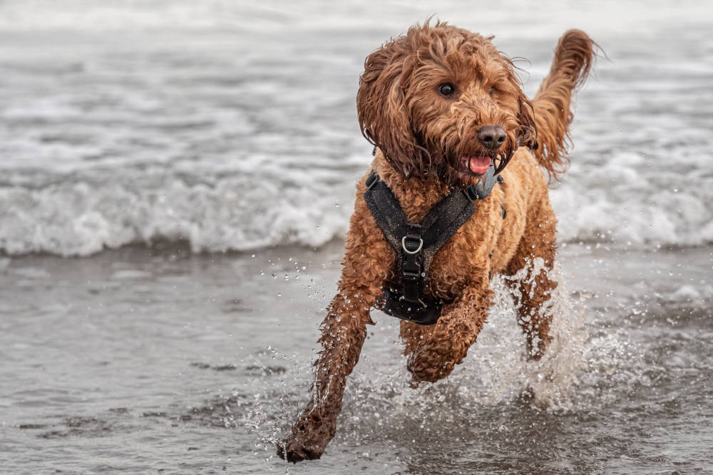 A cockapoo playing on the beach in St Andrews