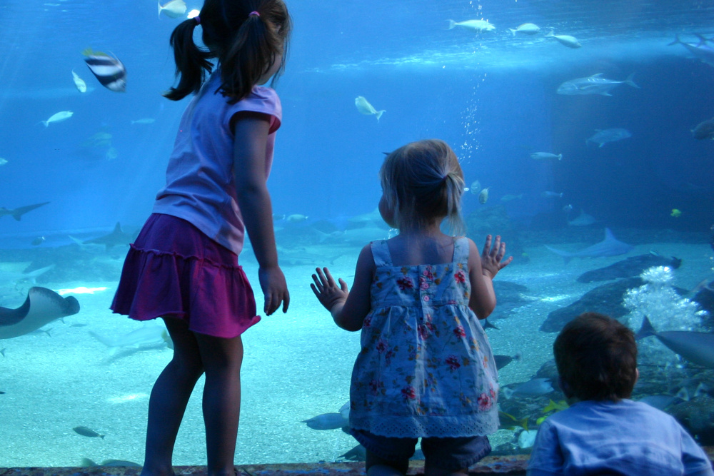 Three children looking at fish in an aquarium