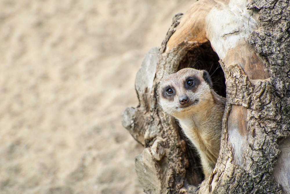 Meerkat coming out of his hole in old wood