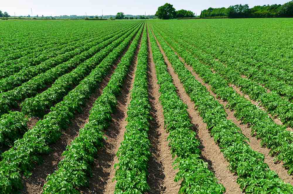 Lines of green potato crops in a field.